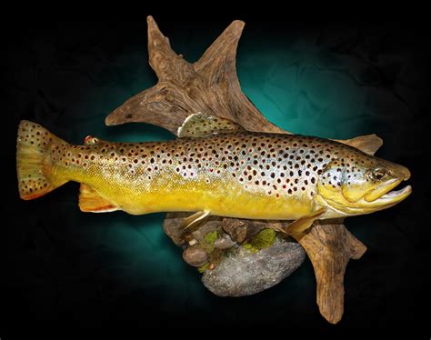 97 p. . Brown trout mount